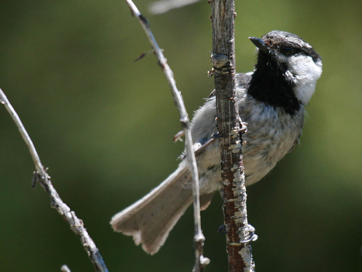 Mountain Chickadee