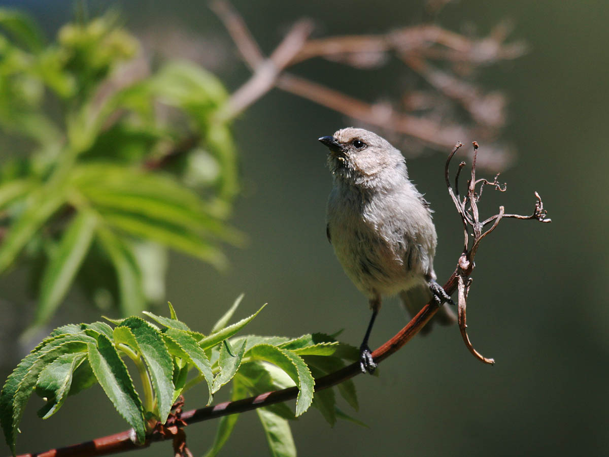 Bushtit