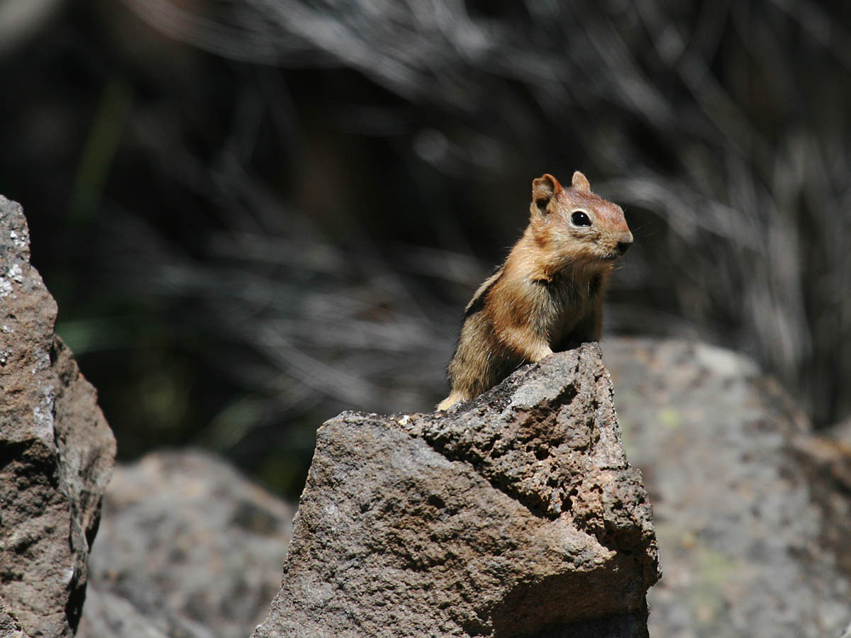 Golden-mantled Ground-Squirrel