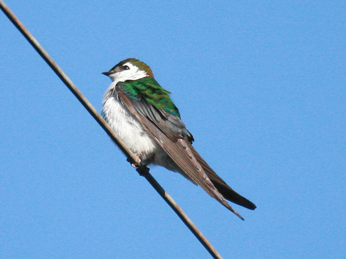 Violet-green Swallow