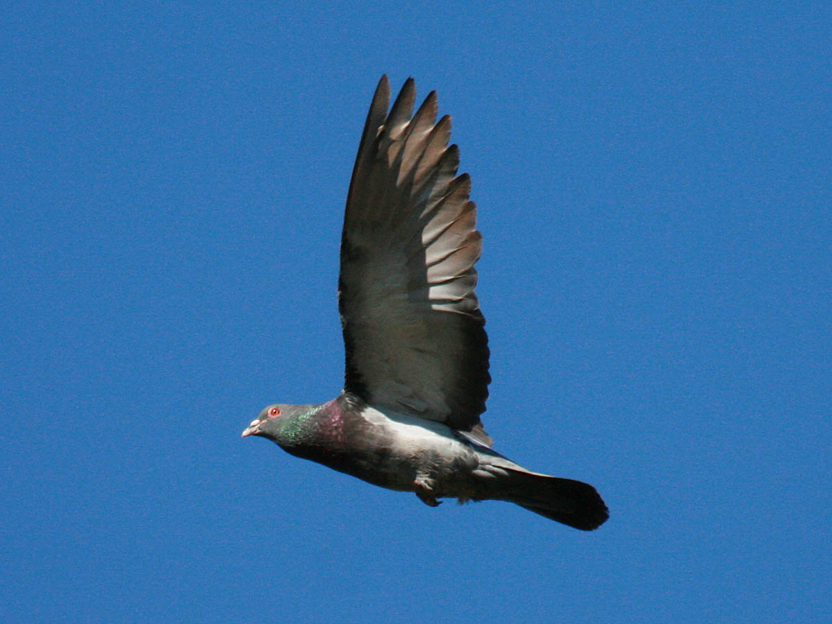 Rock Pigeon