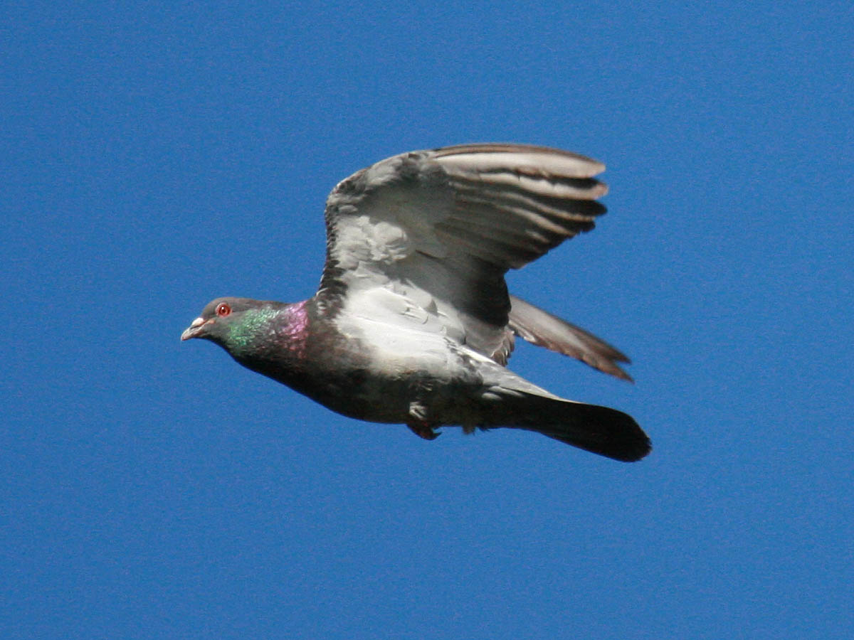 Rock Pigeon