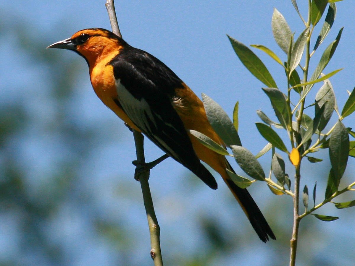 Bullocks Oriole