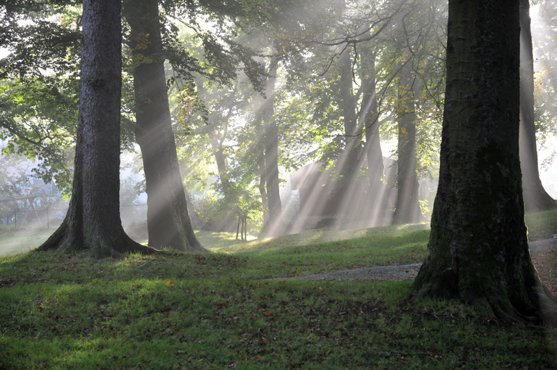 Light rays one foggy morning