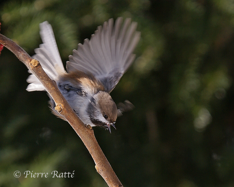 Msange  tte brune, Boreal Chickadee