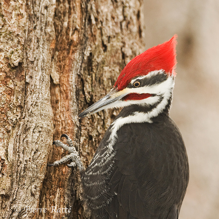 Grand Pic, Pileated Woodpecker