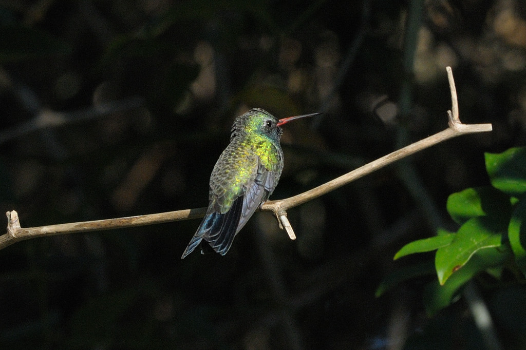 Hummingbird_Broad-billed _HS44657.jpg