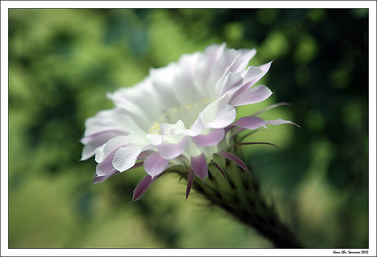 Cactus in bloom