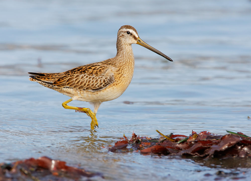 Short-billed Dowitcher, juvenile