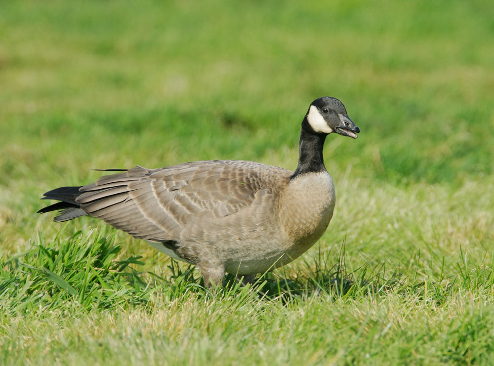 Canada Goose