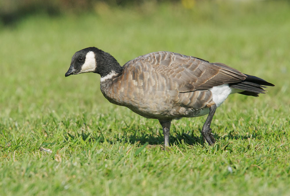 Cackling Goose, Aleutian