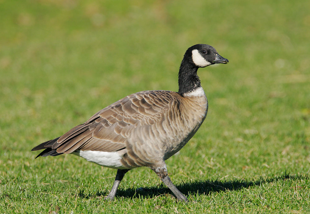 Cackling Goose, Aleutian