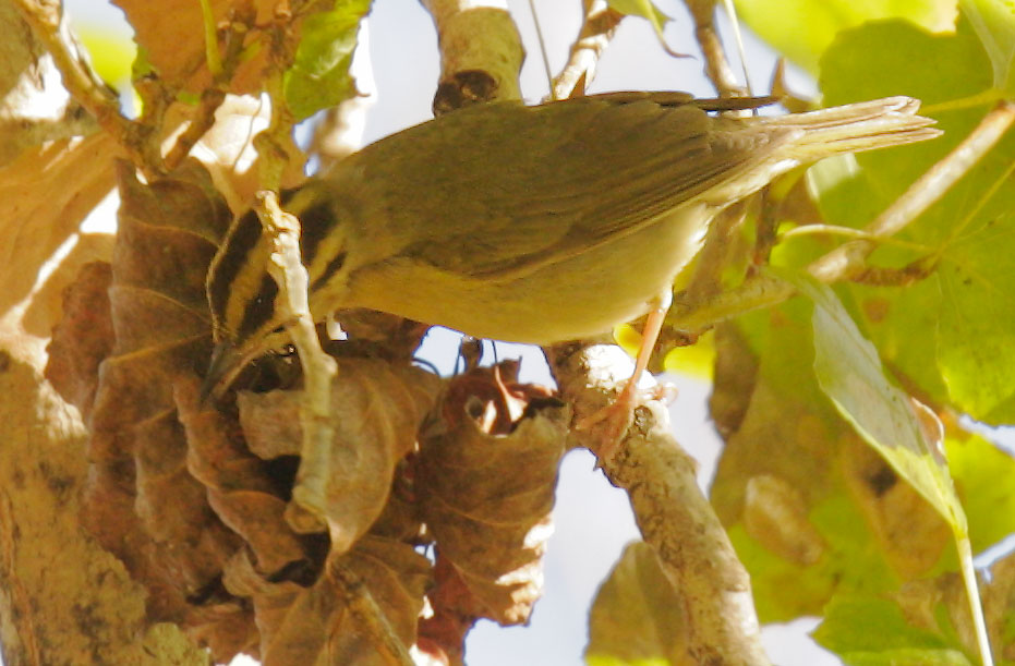 Worm-eating Warbler