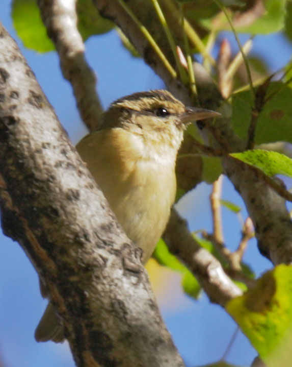 Worm-eating Warbler