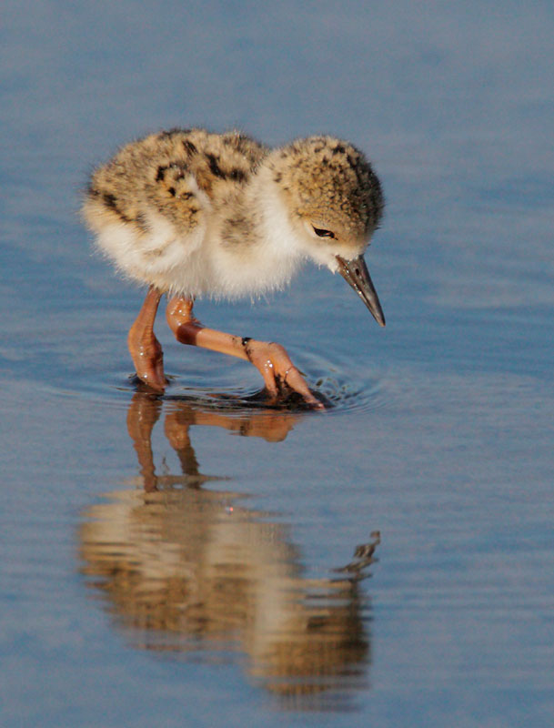 Black-necked Stilt, downy chick