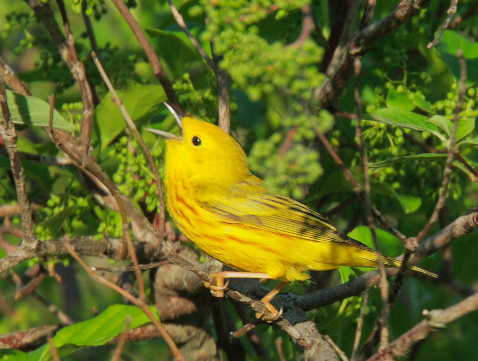 Yellow Warbler, male