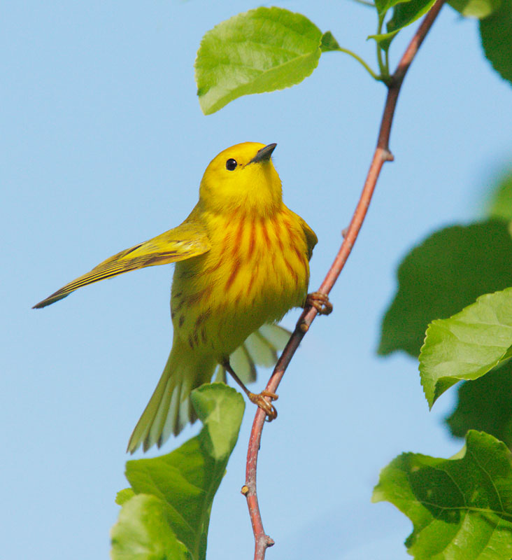 Yellow Warbler, male