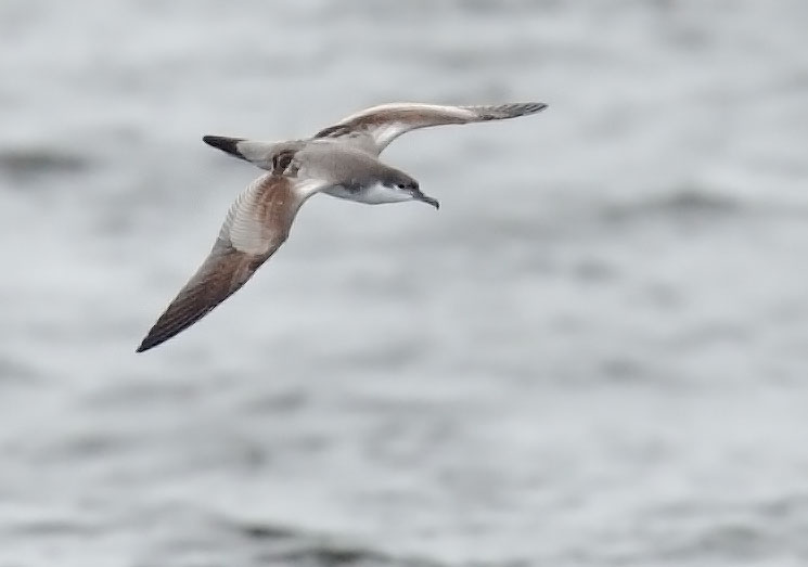 Bullers Shearwater