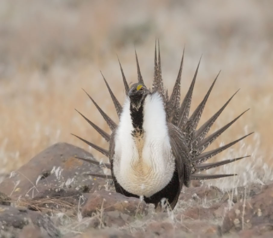 Greater Sage Grouse, male displaying