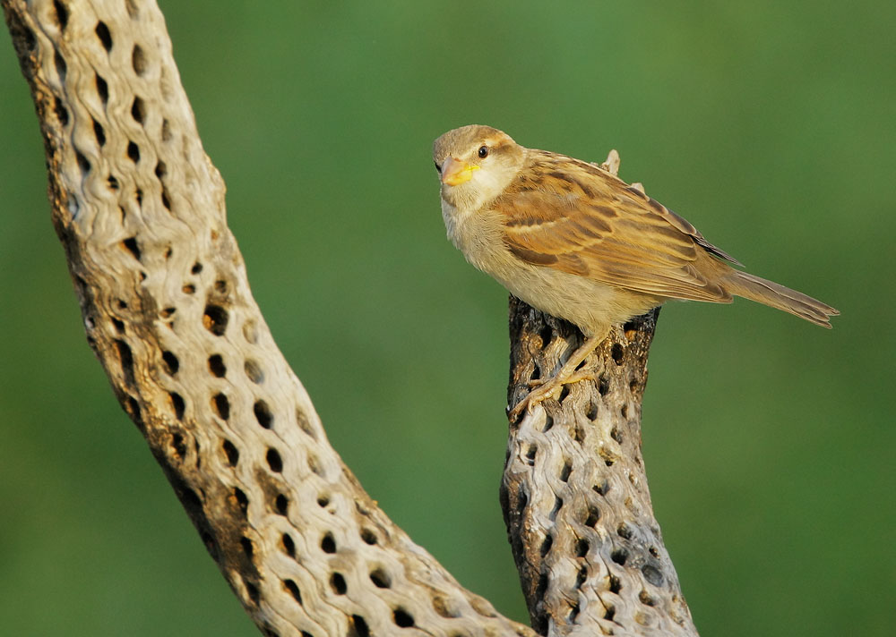 House Sparrow, female