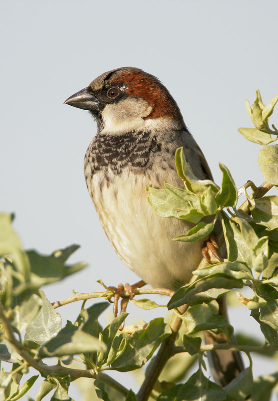 House Sparrow, male