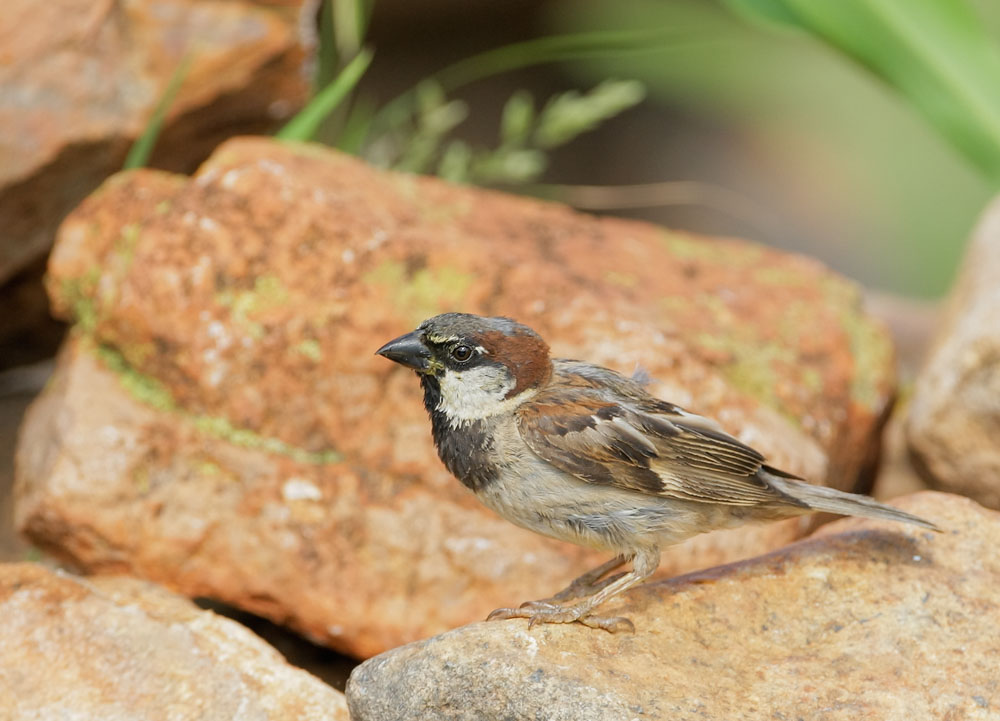 House Sparrow, male