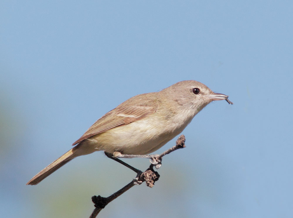 Bells Vireo, with food
