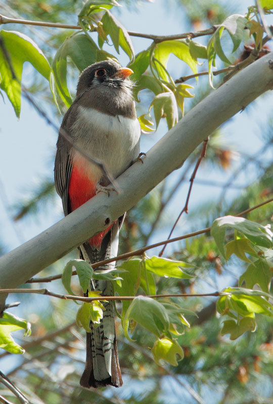 Elegant Trogon, female