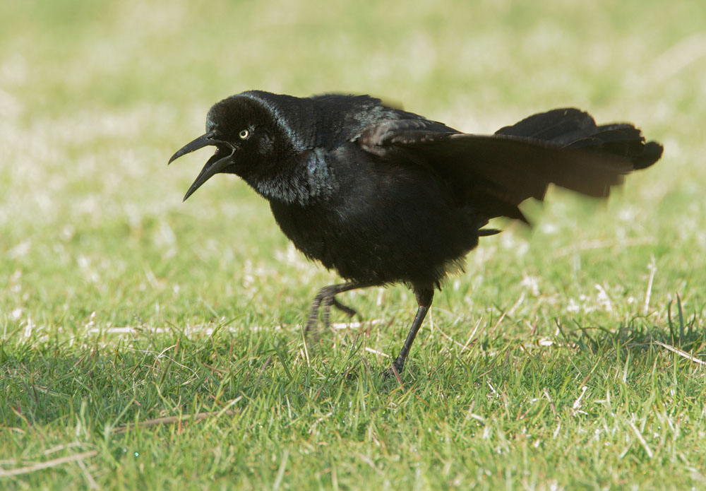 Great-tailed Grackle, male displaying