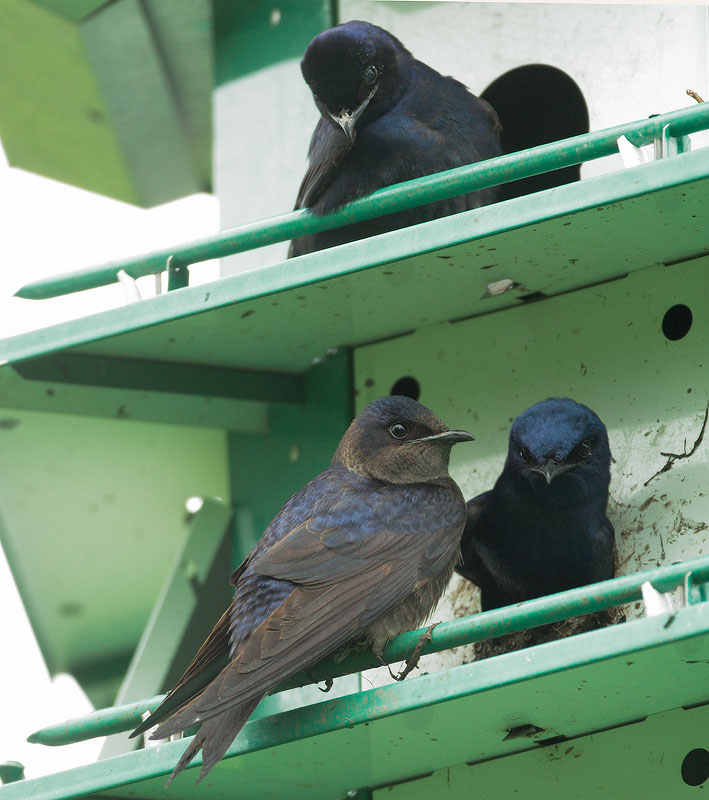 Purple Martins, pair and male