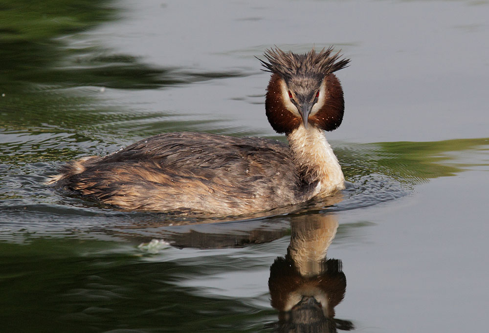 Great Crested Grebe