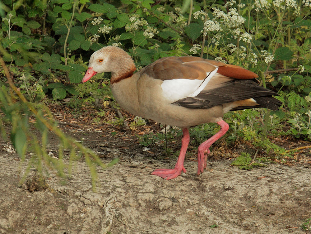 Egyptian Goose, pale-headed