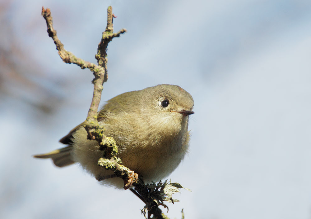 Ruby-crowned Kinglet