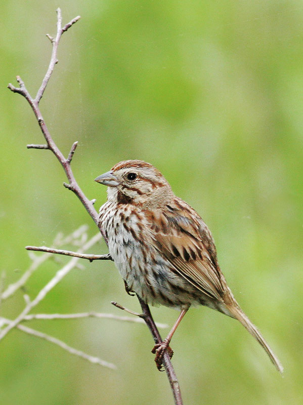 Song Sparrow