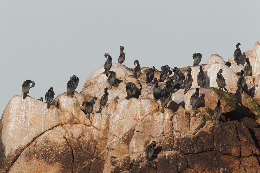 Double-crested, Brandts, and Pelagic Cormorants