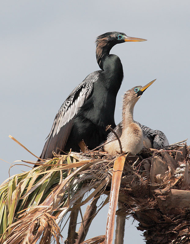 Anhingas, pair at nest