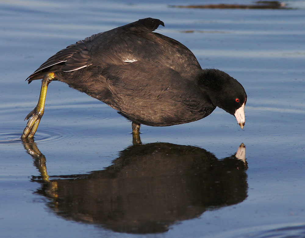 American Coot