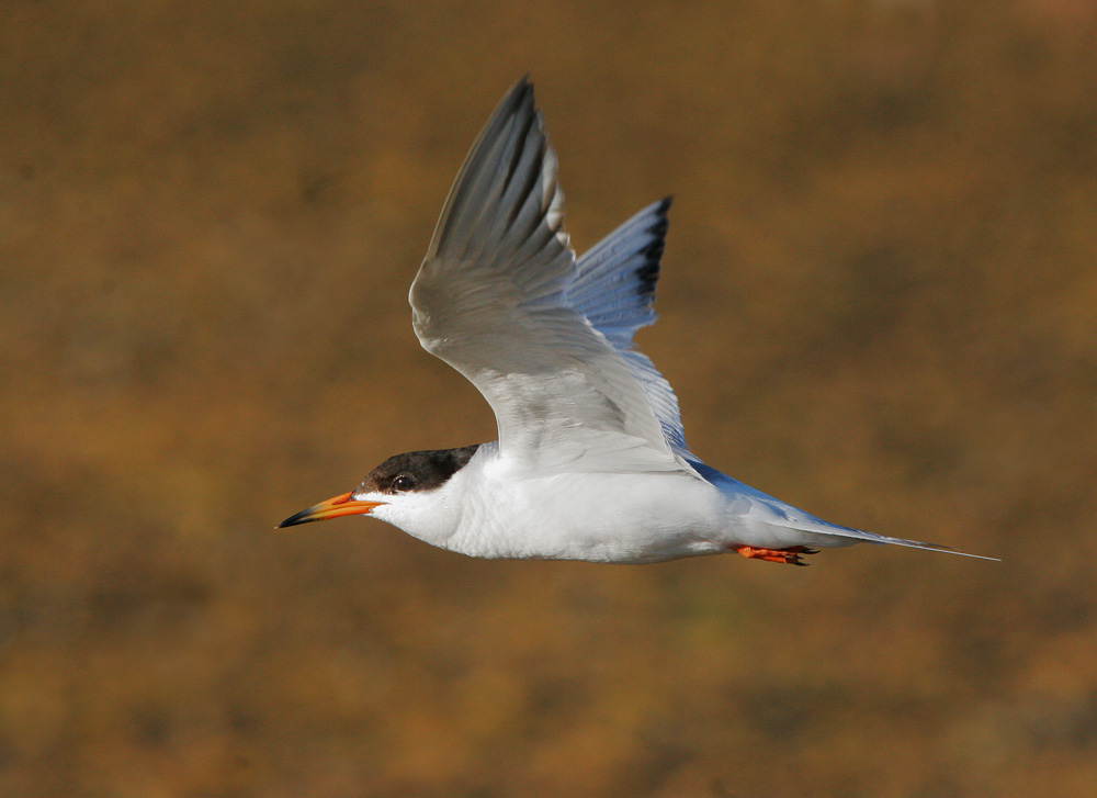 Forsters Tern