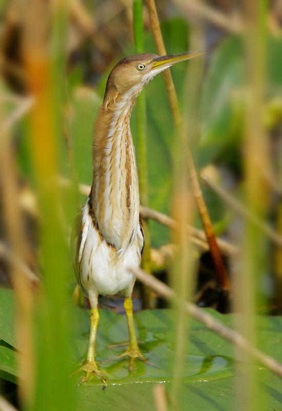 Least Bittern