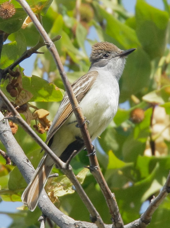 Ash-throated Flycatcher