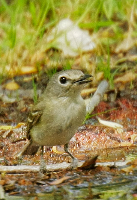 Cassins Vireo