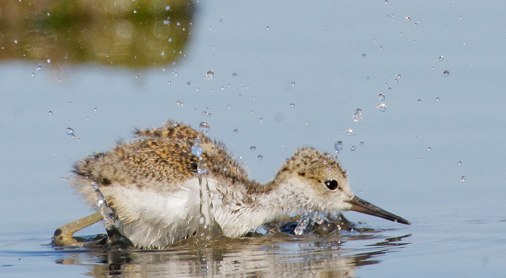 Black-necked Stilt, juvenile
