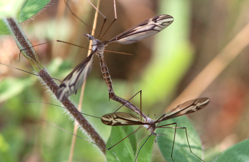 Tipule fourchue - Tipula furca - Crane flies