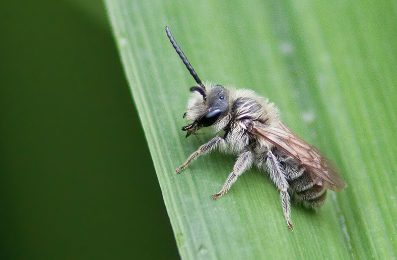 Andrenidae - Andrena sp.