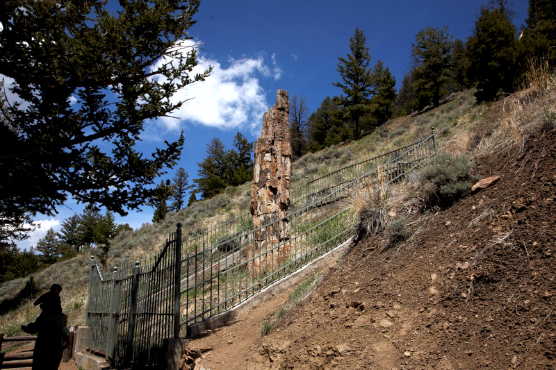 Petrified Tree