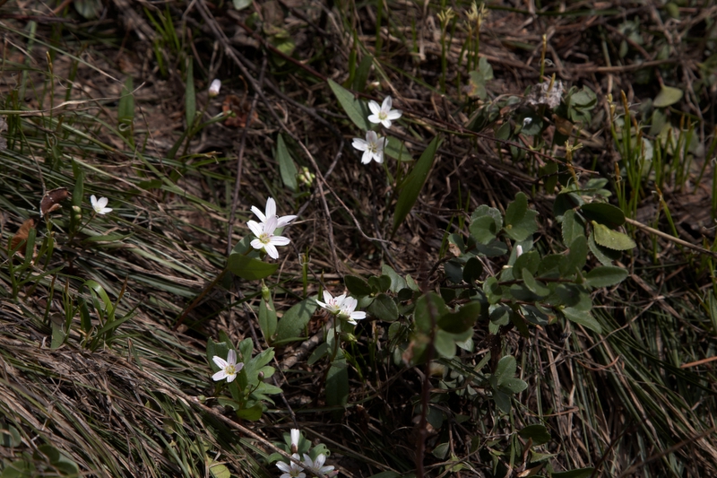 Alpines