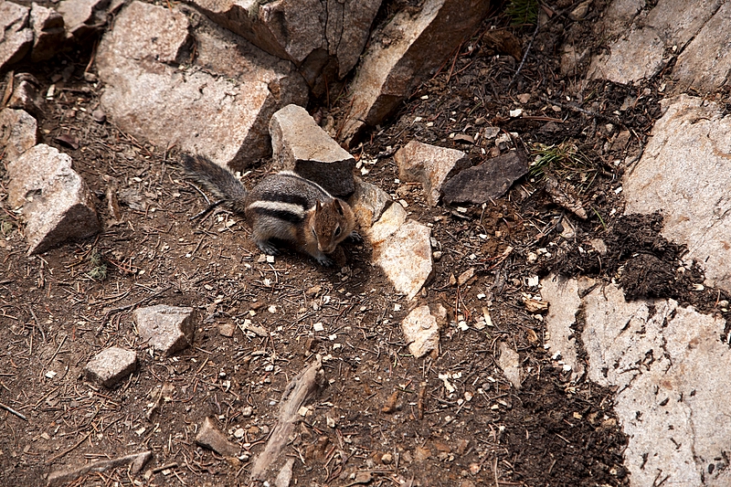 Chipmunk