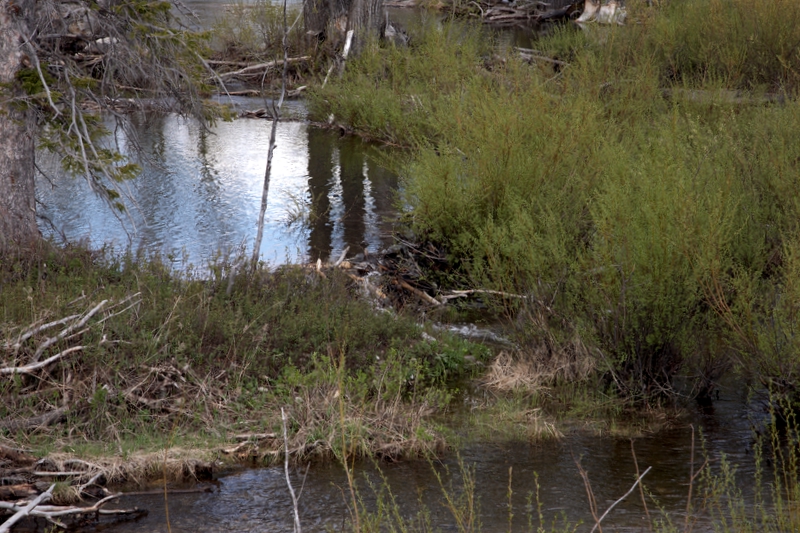 Beaver Dam in Grand Teton National Park