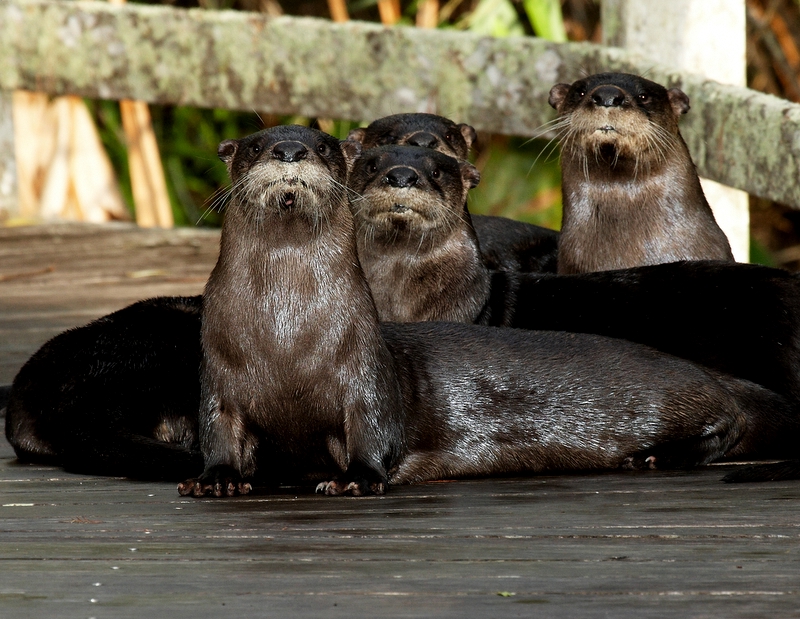 Brothers and Sisters