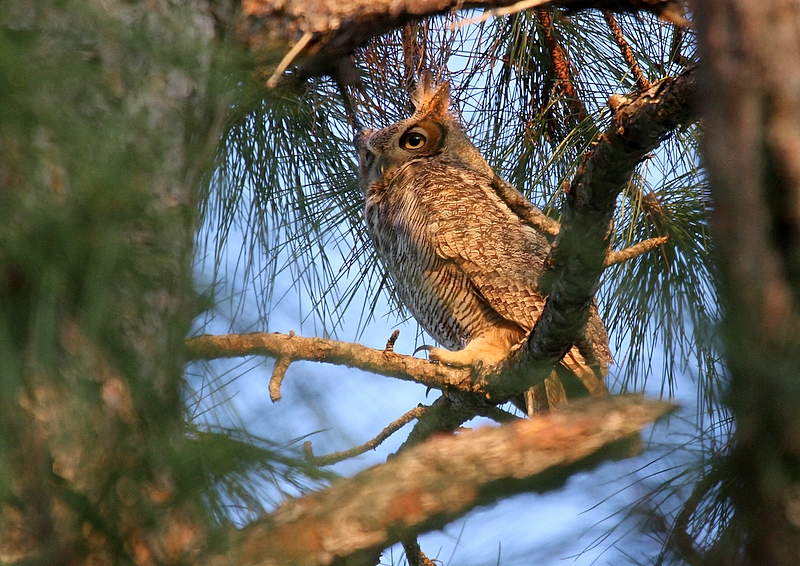 Great Horned Owl